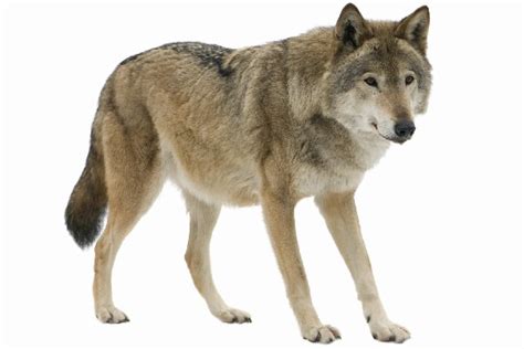 Wolf Traductor de inglés a español - inglés.com