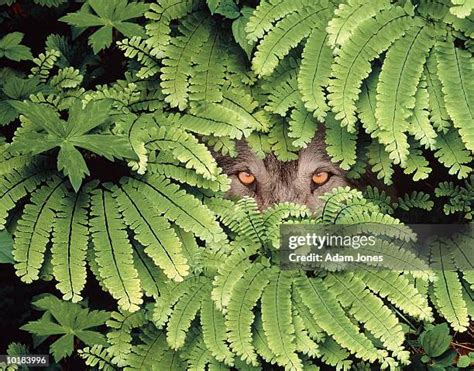 Wolf Whistle Photos et images de collection - Getty Images