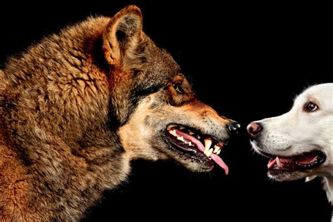 Wolf and dog. The study’s analysis included DNA from this well-preserved 32,000-year-old wolf head excavated from a Siberian site called Yakutia. Love Dalén. Comparing the ancient wolf genomes with those from modern and ancient dogs, the researchers found that dogs are much more closely related to ancient wolves from eastern Asia than those … 