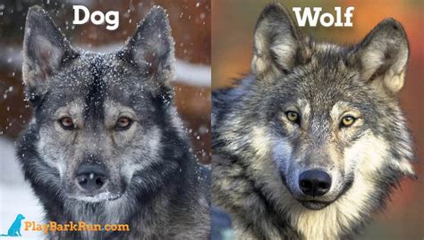 Wolf and dog species. All dogs descend from a species of wolf, but not the gray wolf (Canis lupus), like many people assume. In fact, DNA evidence suggests that the now-extinct wolf ancestor to modern dogs was Eurasian . 