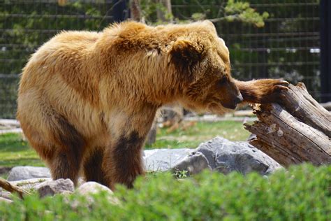 Wolf and grizzly center. Open EVERY DAY from 9:00am to 4:00pm. 201 S. Canyon St. West Yellowstone, Montana 59758 406 646-7001 I 800 257-2570. 