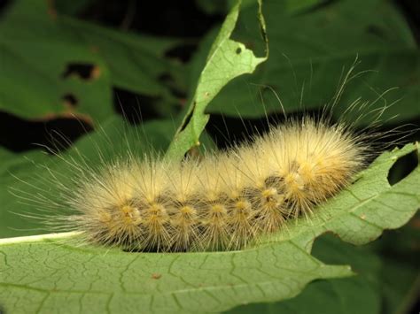 Wolf caterpillar. Things To Know About Wolf caterpillar. 