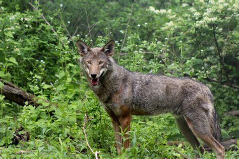Wolf conservation. New challenges for wolf conservation. by University of Freiburg. Credit: CC0 Public Domain. People view the wolf as either a threatening predator or a sign of a healthy natural habitat. Many ... 