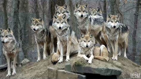 Wolf conservation center. WOLF CONSERVATION CENTER. 7 Buck Run, South Salem, NY 10590 Mailing address: P.O. Box 421 South Salem, NY 10590 Phone: 914-763-2373 The Wolf Conservation Center is a registered 501 (c)(3) nonprofit charitable organization #1‌3-407‌3912 