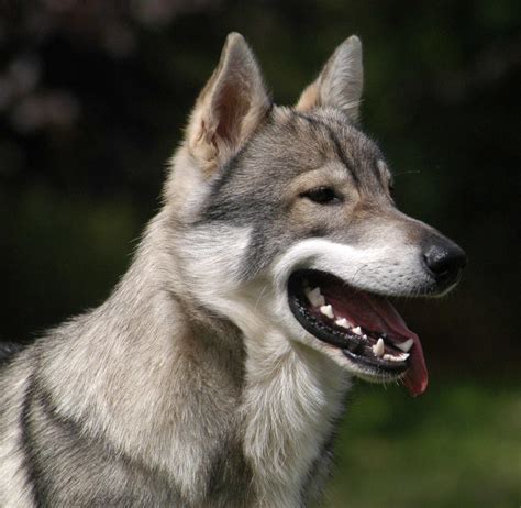 Wolf dog. An enormous ‘wolf dog’ called Yuki has shot to fame after being taken in by an animal sanctuary. The gentle dog – who is 87.5% gray wolf, 8.6% Siberian Husky and 3.9 per cent German Shepherd ... 