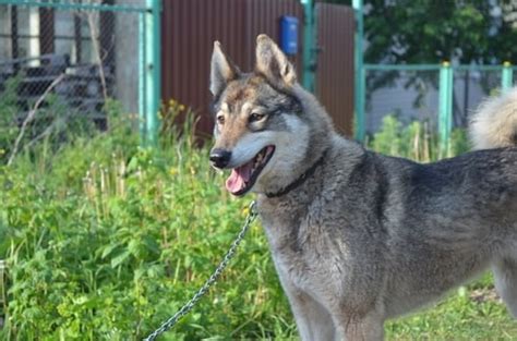 Wolf dog characteristics.  The socialization window for wolves closes weeks ...