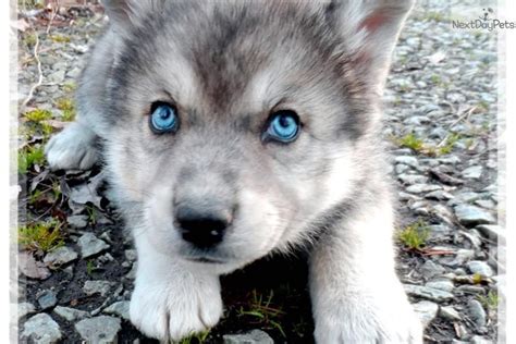 Siberian Husky Puppies for Sale Near Me. The two most important considerations for Siberian Husky ownership are your time commitment and the breeder’s reputation. Ethical sellers will screen their breeding dogs for genetic problems like hip dysplasia and visual challenges. A few may even attempt to match a puppy’s personality to your lifestyle. . 