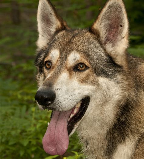Wolf dogs. This part of the Czechoslovakian wolfdog is the one that gives it its closest resemblance to the wolf. Its nose is small and oval, with small, slanted and amber eyes. Its ears, similar to a wolf, are erect, thin, triangular and short. Its is of high insertion. During action, the dog carries its tail up and it is normally slightly curved in the ... 