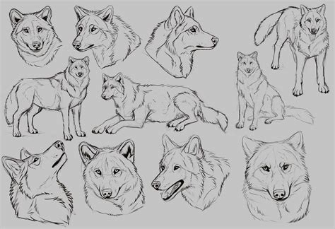 Wolf drawing reference. Things To Know About Wolf drawing reference. 