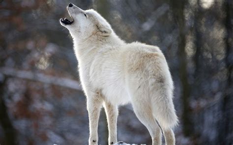 Wolf howling. Things To Know About Wolf howling. 