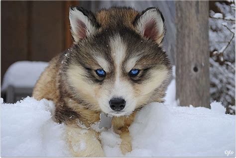 A wolf-dog hybrid. Click here for Price and Turnaround Time. Wolf-dog hybrids have been produced by crossing wolves with wolf-like dog breeds such as Siberian Husky, German Shepherd, and Alaskan Malamute. Occasionally natural wolf-dog hybrids occur, usually when a female dog in estrus strays and is mated by a wild male wolf. 