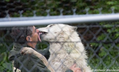 Wolf park. Things To Know About Wolf park. 