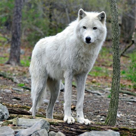 Wolf preserve nj. Things To Know About Wolf preserve nj. 