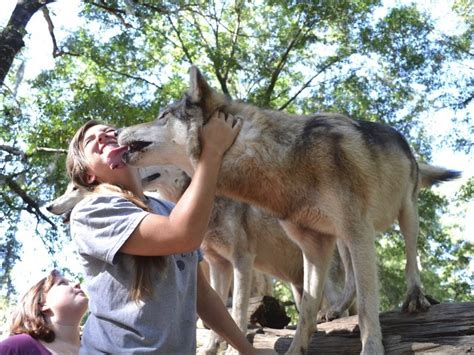 Wolf sanctuary florida. A complete list of all Wolfdog rescue groups located in Florida and across the USA! Wolfdog dogs and puppies available for adoption near Fort Lauderdale, Clearwater, and Plantation! ... Big Oak Wolf Sanctuary: Green Cove Springs FL (904) 338-5245 Report a broken link or other ... 
