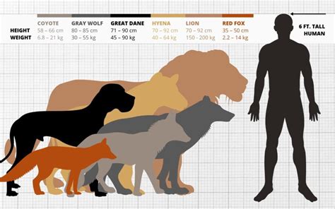 Wolf size comparison. Feb 15, 2024 · The size of wolves can range from the smallest, such as the Ethiopian Wolf (25 inches tall and up to 3.5 feet long), to the largest, the Gray Wolf (up to 32 inches tall and 6.5 feet long), with the mean body mass of adult male wolves being 40 kg (88 lb). 