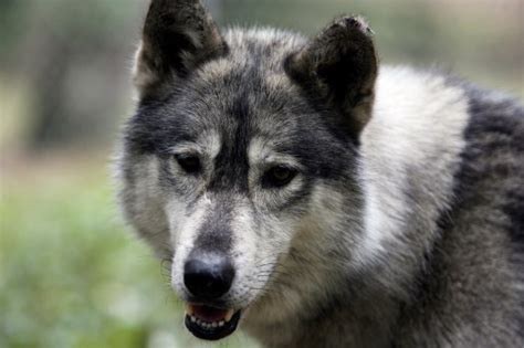 Wolf-dog hybrids are becoming more popular — and that’s not a good thing
