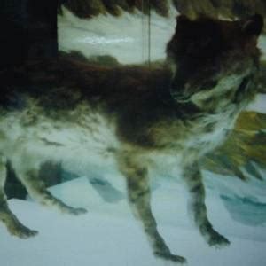 Wolf_Ezo Leaks [CLIP] 93 Vids