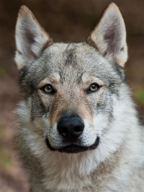 Wolfdog. Upper Mid-Contents: between 75% – 85% depending on breeding and F-Gen. Example of an upper mid 80% F3. Upper mid or “high mid” content animals are much more wolf-like in appearance and temperament. Typically, they closely resemble a high content but have a few, more obvious traits (vs subtle) that set them apart from true high content ... 