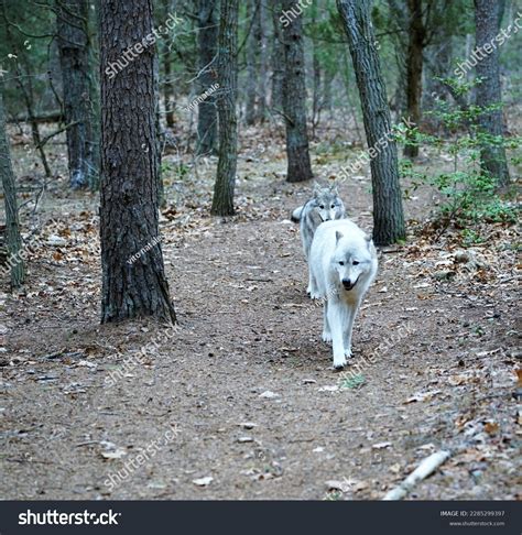 Wolfdog Forest On Spring Day Stock Photo 2285299397