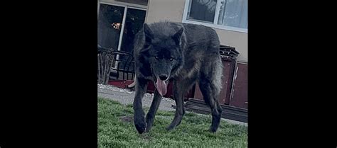 Wolfdog that was on the loose in Sebastopol found and returned home
