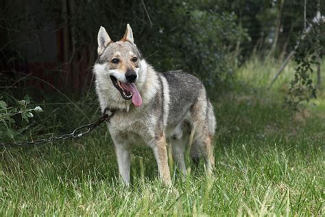 Wolfdogs. It is a common belief that a Wolfdog is a mixed-breed dog created by crossing a regular large sized dog (typically German Shepherd Dog, Siberian Husky or Alaskan Malamute) with a wild wolf. However, that is not always the case. In fact, many experts say that the vast majority of Wolfdogs possess very low wolf content. 