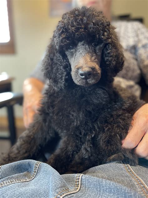 Wolfe island poodles. Things To Know About Wolfe island poodles. 
