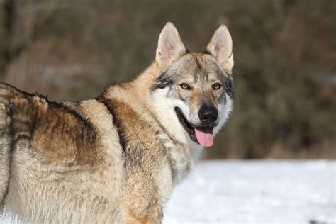 Wolfsog. The first thing most people notice is the dogs’ more wolf-like appearance. The large pointed ears and tapered muzzles are traits that have carried over from their wolf heritage. The specifics of your dog will be based … 