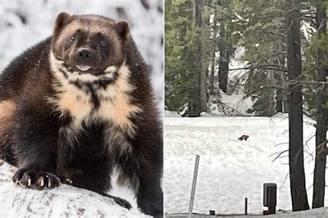 Wolverine spotted in California wilderness for only 2nd time in century