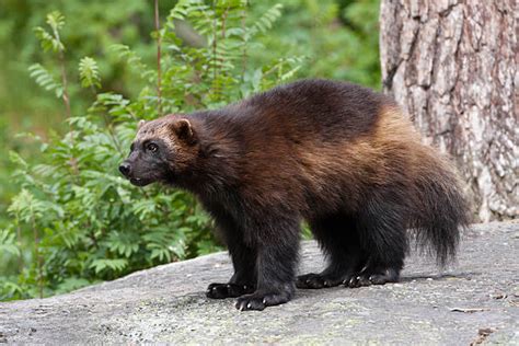 There are a number of differences between badgers and wolverines, but one major difference is that badgers are carnivores and wolverines are omnivores. Additionally, badgers prefer to live in plains and open areas while wolverines tend to f...