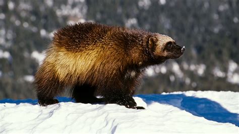 Wolverines receive protection under Endangered Species Act as climate change threatens their habitat