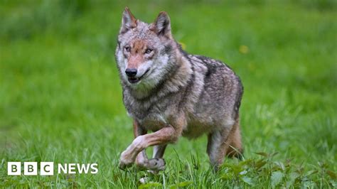 Wolves - BBC News