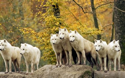 Wolves in wolves