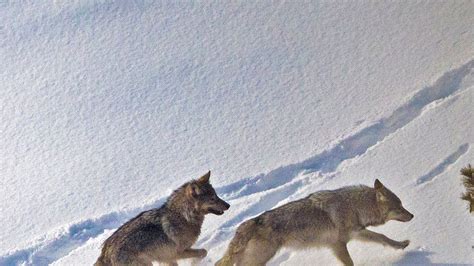 Wolves that nearly died out from inbreeding recovered, now helping Isle Royale’s ecosystem