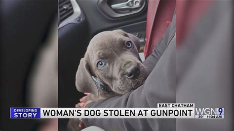 Woman's puppy stolen at gunpoint on Chicago's South Side