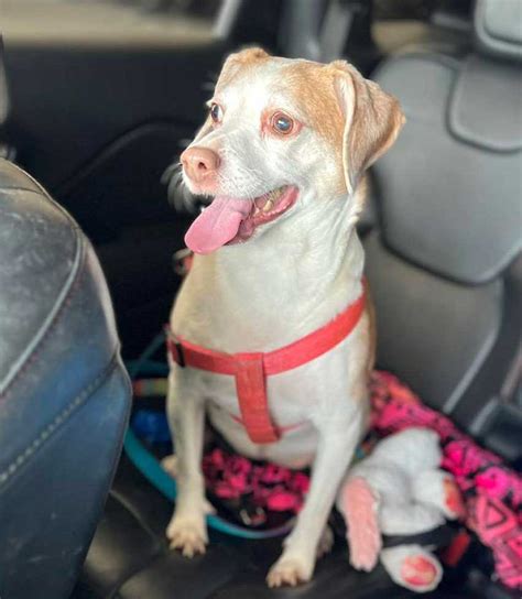 Woman abandoned dog at airport on her way to resort vacation, police say