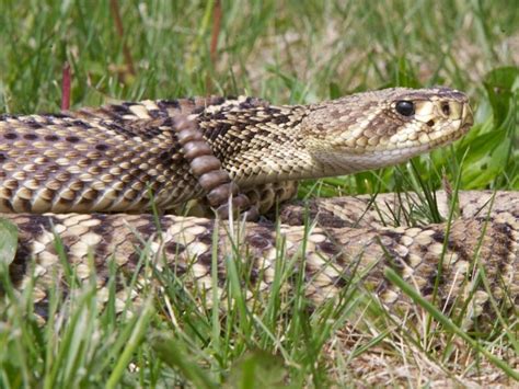 Woman bit by rattlesnake in Sarasota Florida gets 58 vials of anti-venom