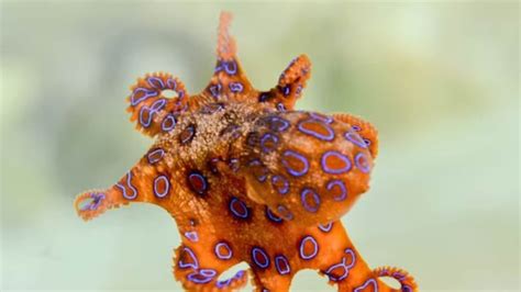 Woman bitten twice by deadly blue-ringed octopus, sent to Australia hospital