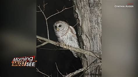 Woman captures owl trying to attack parrot in New Hampshire