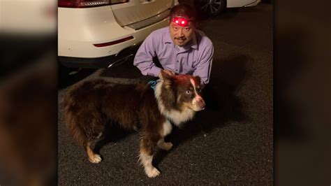 Woman critically injured by lightning strike in Dorchester reunited with once-missing dog as her recovery continues