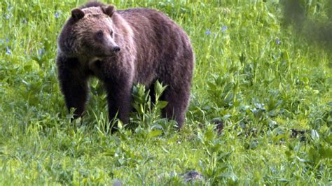 Woman dead after apparent grizzly bear attack near Yellowstone