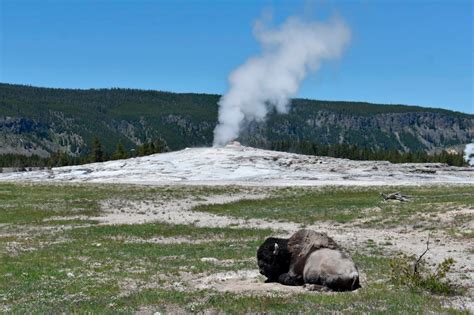 Woman gored by Yellowstone bison says 'yes' to hospital proposal hours later