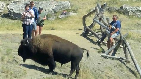 Woman gored by bison at Yellowstone National Park suffers 'significant injuries'