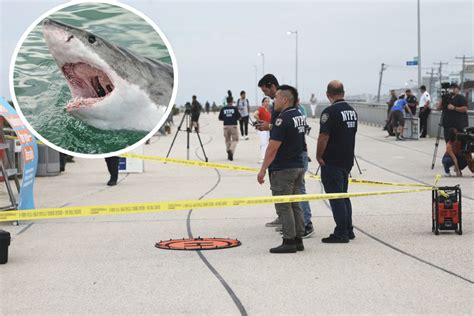 Woman hospitalized after apparent shark attack at New York City’s Rockaway Beach