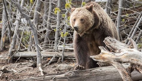 Woman killed in apparent grizzly bear attack near Yellowstone National Park