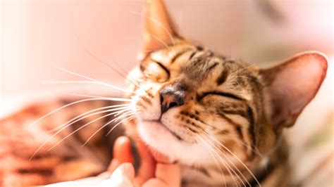 Woman reportedly caught breastfeeding cat on Delta Airlines flight