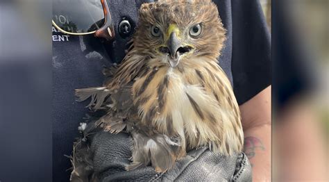 Woman rescues hawk in Denver, sets up fundraiser