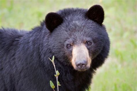 Woman staying at Minnesota cabin attacked by bear early Friday morning
