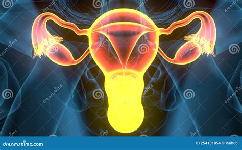 Womans sex organs. .  ...