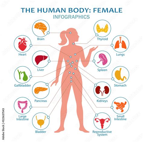 Women's Body Chart