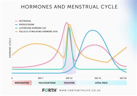 Women's Hormone Cycle Chart